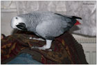 ¾ako papoušek šedý